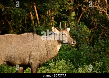 Le taureau bleu adulte ou nilgai est un antilope asiatique dans la forêt. Nilgai est un animal endémique du sous-continent indien. Banque D'Images