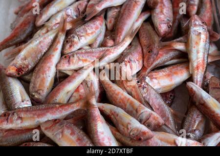 Le mulet rouge sur la glace au marché des fruits de mer.poisson méditerranéen et il est également le meilleur ingrédient de l'alimentation. Banque D'Images