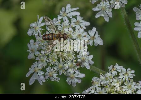 Forme sombre de l'aéroglisseur de Marmalade, Episyrphus balteatus se nourrissant des fleurs de Hotweed. Banque D'Images