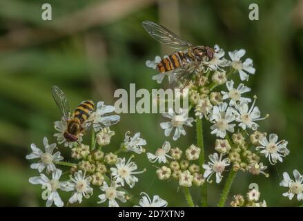 L'aéroglisseur de marmelade et l'aéroglisseur à bandes communes se nourrissant sur les fleurs de Hotweed, à la fin de l'été. Banque D'Images