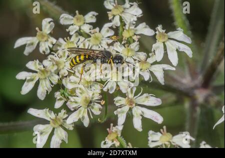 Un moraillon, Ectemnius sp se nourrissant sur des fleurs de Hotweed. Banque D'Images