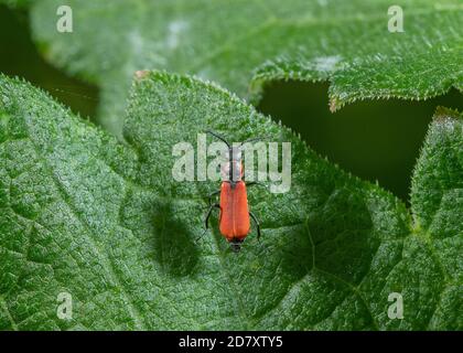 Une fleur à ailes douces, Anthocomus rufus, perchée sur la feuille d'herbe à poux dans la zone humide, niveaux Somerset. Banque D'Images