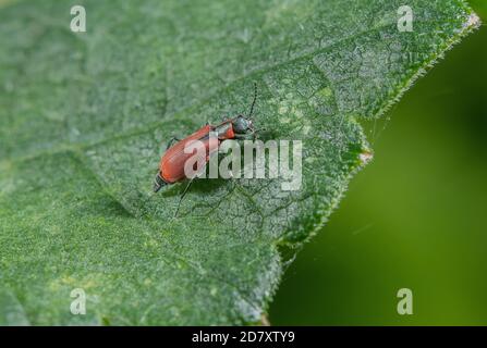 Une fleur à ailes douces, Anthocomus rufus, perchée sur la feuille d'herbe à poux dans la zone humide, niveaux Somerset. Banque D'Images