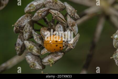 Coccinelle d'Arlequin, Harmonia axyridis, forme colorée, sur la tête de semence de Hotweed. Banque D'Images