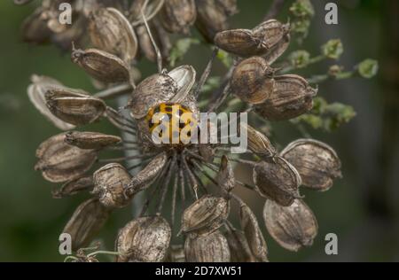 Coccinelle d'Arlequin, Harmonia axyridis, forme colorée, sur la tête de semence de Hotweed. Banque D'Images