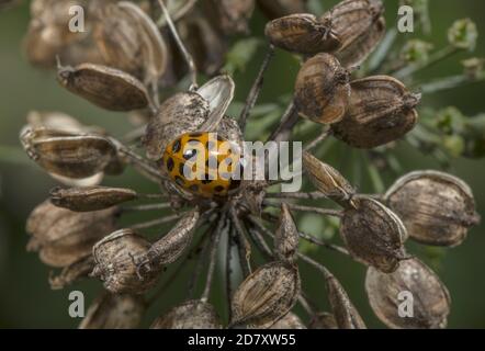 Coccinelle d'Arlequin, Harmonia axyridis, forme colorée, sur la tête de semence de Hotweed. Banque D'Images