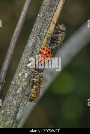 Sauteur-guêpe, Mellinus arvensis, garding Arlequin ladybird mort, Harmonia axyridis, (probablement parasitisé) avec la mouche de grappe, Pollenia rudis, inv Banque D'Images