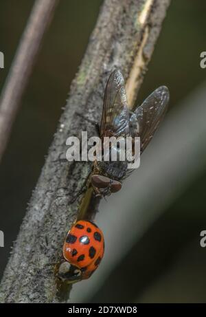 Mouche commune, Pollenia rudis, en approche morte (parasitisée) de l'arlequin, Harmonia axyridis, sur la tige. Banque D'Images