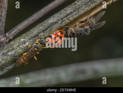 Femelle, Mellinus arvensis, garante de l'oiseau-ladyque d'Arlequin mort, Harmonia axyridis, (probablement parasitisée) avec la mouche à grappes, Pollenia rud Banque D'Images