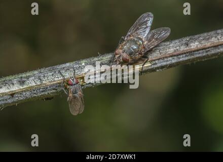 Mouche commune en grappe, Pollenia rudis, interagissant avec petite mouche sur la branche. Banque D'Images