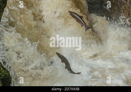 Saumon de l'Atlantique, Salmo salar, migration vers la rivière Almond, Perth et Kinross, pour se reproduire. Banque D'Images