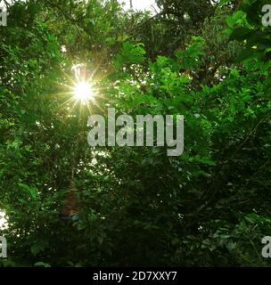 Lumière du soleil éblouissante à travers un feuillage vert éclatant Banque D'Images