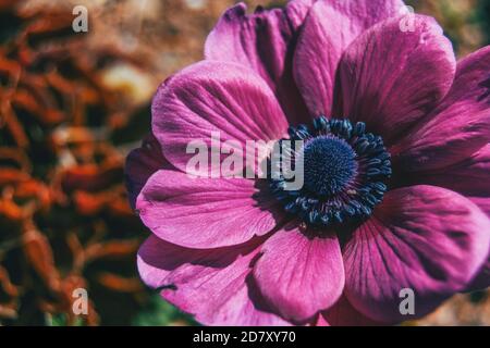 Macro d'une fleur rose isolée de l'anémone coronaria dans nature Banque D'Images