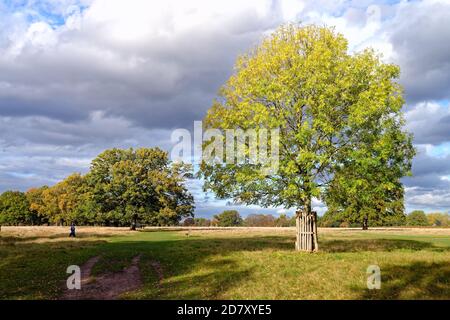 Un Ash Tree, fraxinus excelsior dans les couleurs d'automne contre un ciel ensoleillé et nuageux à Bushy Park West London Angleterre royaume-uni Banque D'Images