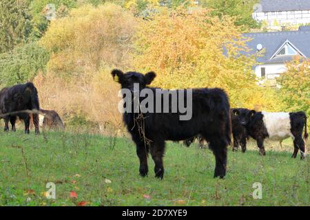 Black Galloway Cattles sur la prairie en Allemagne Banque D'Images