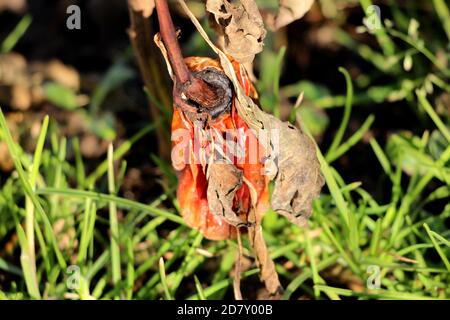 Feuilles de crevettes brunes couvrant un grand rouge naturel biologique mûr poivre laissé dans le jardin local de la maison entouré d'herbe et autres plantes Banque D'Images