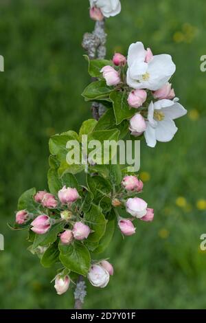 Fleurs et bourgeons sur la branche d'un pommier Banque D'Images