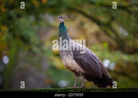 Peacock hen (Pavo cristatus) Banque D'Images