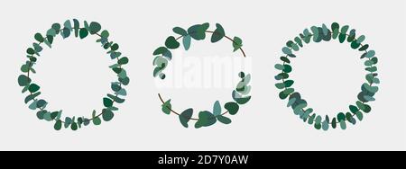 Ensemble de feuilles et branches d'eucalyptus de style vectoriel plat. Ensemble de feuillage d'eucalyptus d'argent dollar, naturel ensemencé, gunni. Illustration de Vecteur