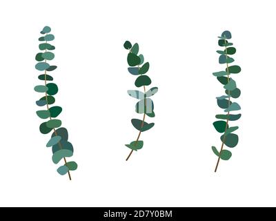 Ensemble de feuilles et branches d'eucalyptus de style vectoriel plat. Ensemble de feuillage d'eucalyptus d'argent dollar, naturel ensemencé, gunni. Illustration de Vecteur