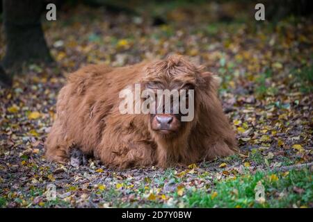 Veau Highland cattle Banque D'Images