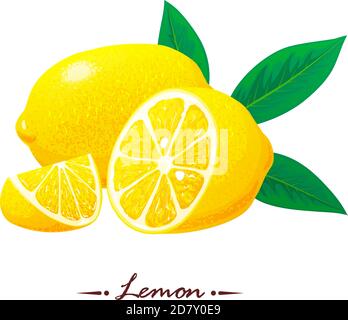 Citron, tranches de citron avec feuilles. Vecteur. Concept de logo. Illustration vectorielle dessinée à la main Illustration de Vecteur