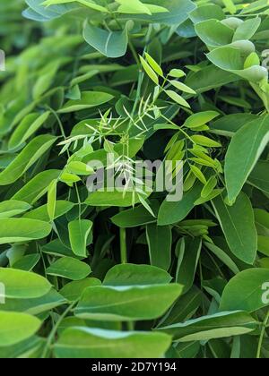 Feuillage luxuriant de Sophora japonica ou de Styphnolobium japonicum ou japonais arbre pagode Banque D'Images