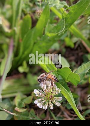 Abeille sur fleur de trèfle blanche Banque D'Images