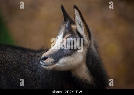 Gamin chamois (Rupicapra rupicapra) en captivité Banque D'Images