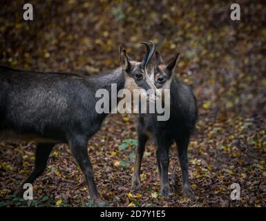 Chamois, mère et enfant (Rupicapra rupicapra) en captivité Banque D'Images