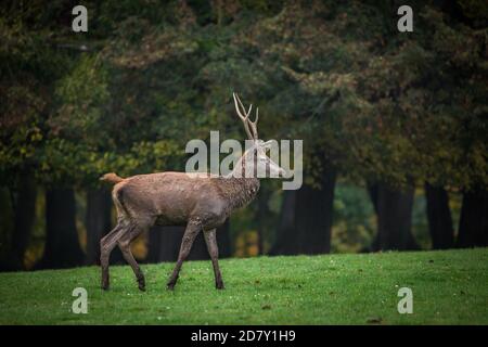 Cerf rouge mâle (Cervus elaphus) Banque D'Images