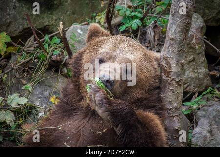 Ours brun dans le zoo (Ursus arctos) Banque D'Images