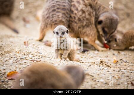 Famille Meerkat en captivité (Suricata suricata) Banque D'Images