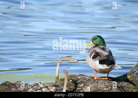 Canard colvert (Anas platyrhynchos), homme assis sur la rive, Dove Elbe, Hambourg, Allemagne Banque D'Images