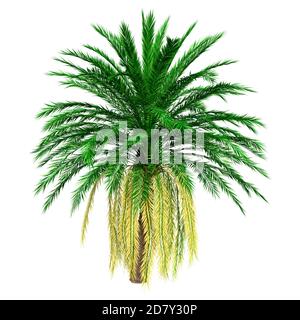 Rendu 3D d'un palmier de date ou d'un dactylifera de Phoenix isolé sur fond blanc Banque D'Images