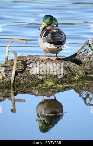 Canard colvert (Anas platyrhynchos), homme assis sur la rive, Dove Elbe, Hambourg, Allemagne Banque D'Images