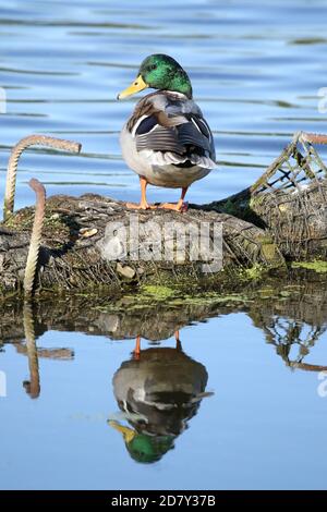 Canard colvert (Anas platyrhynchos), homme assis sur la rive, Dove Elbe, Hambourg, Allemagne Banque D'Images