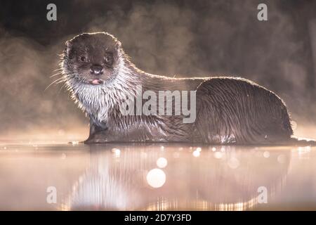 Européen Otter (Lutra lutra) en eaux peu profondes la nuit dans le parc national de Kiskunsagi, Pusztaszer, Hongrie. Février. La loutre eurasienne a un mainl de régime Banque D'Images