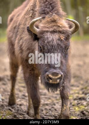 Portrait du bison européen. Jeune Wisent (Bison bonasus) marchant vers la caméra. Banque D'Images