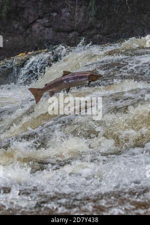 Saumon de l'Atlantique, Salmo salar, migration vers la rivière Almond, Perth et Kinross, pour se reproduire. Banque D'Images