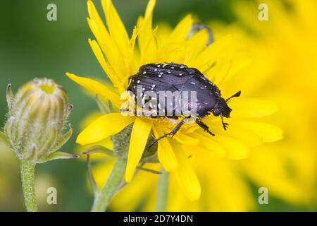 Trauer-Rosenkäfer, Trauerrosenkäfer, Rosenkäfer, Oxythyrea funesta, Blütenbesuch, Blatthornkäfer, Scarabaeidae, coléoptère de roses tachetées blanches, frottement de roses Banque D'Images