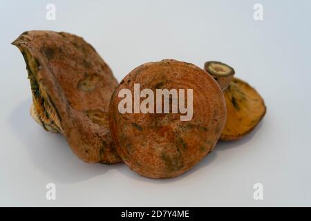 Lactarius deliciosus, le champignon Rebollones, il est très commun en Espagne et pousse dans les pinèdes et les forêts mixtes.isolé sur fond blanc. Banque D'Images