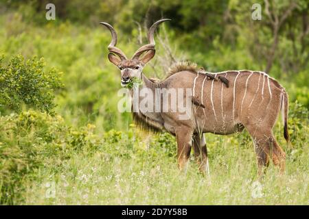 Kudu mâle avec de gros bois manger des feuilles. Debout dans un Bush africain très verdoyant, vue latérale sur toute la longueur du corps. Quatre Oxpeckers cueillant des parasites de son b Banque D'Images
