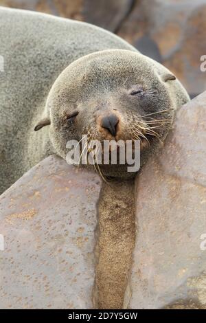 Phoque à fourrure brune, Arctocephalus pusillus, gros plan de l'animal qui dort avec sa tête entre un rocher à Cape Cross Namibie, Afrique. Banque D'Images