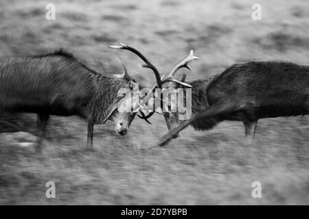 Red Deer stag pendant la rut, APPLECROSS, Écosse, Royaume-Uni. Banque D'Images