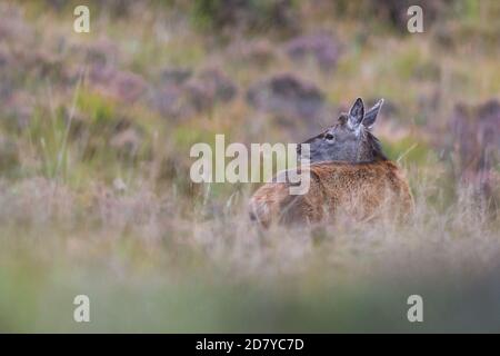 Red Deer Hind à APPLECROSS, Écosse, Royaume-Uni Banque D'Images