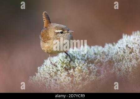 Wren recherche de nourriture sur une roche mossy dans les Highlands écossais. Banque D'Images