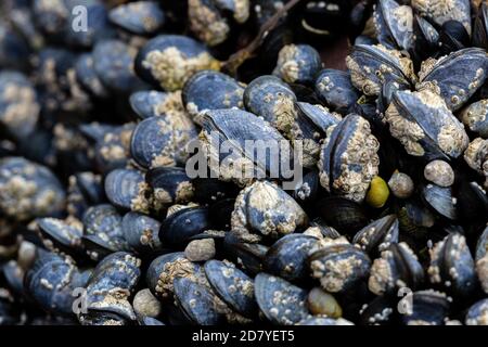 Moules sur une roche à APPLECROSS Bay, Écosse, Royaume-Uni. Banque D'Images