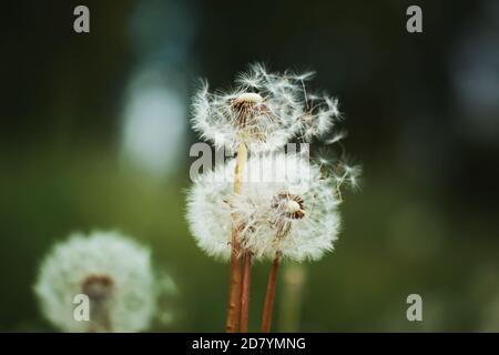 Quelques fleurs de pissenlit molletonnées poussent dans le champ, et le vent souffle les peluches. Fleurs sauvages. Banque D'Images