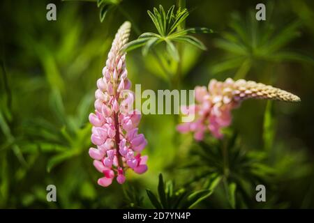 Deux délicates fleurs lupin rose parfumées fleurissent parmi les jeunes feuilles vertes, illuminées par la lumière du soleil par une chaude journée d'été. Banque D'Images